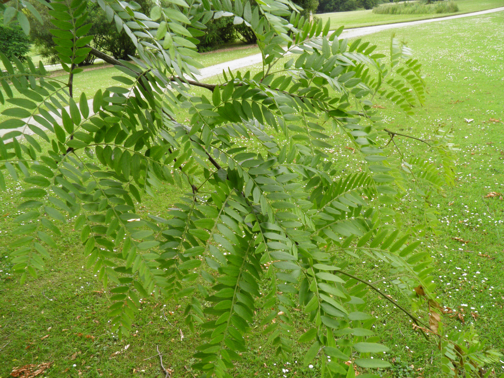 honey locust
